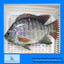 Hochwertiger BQF Tilapia Fisch